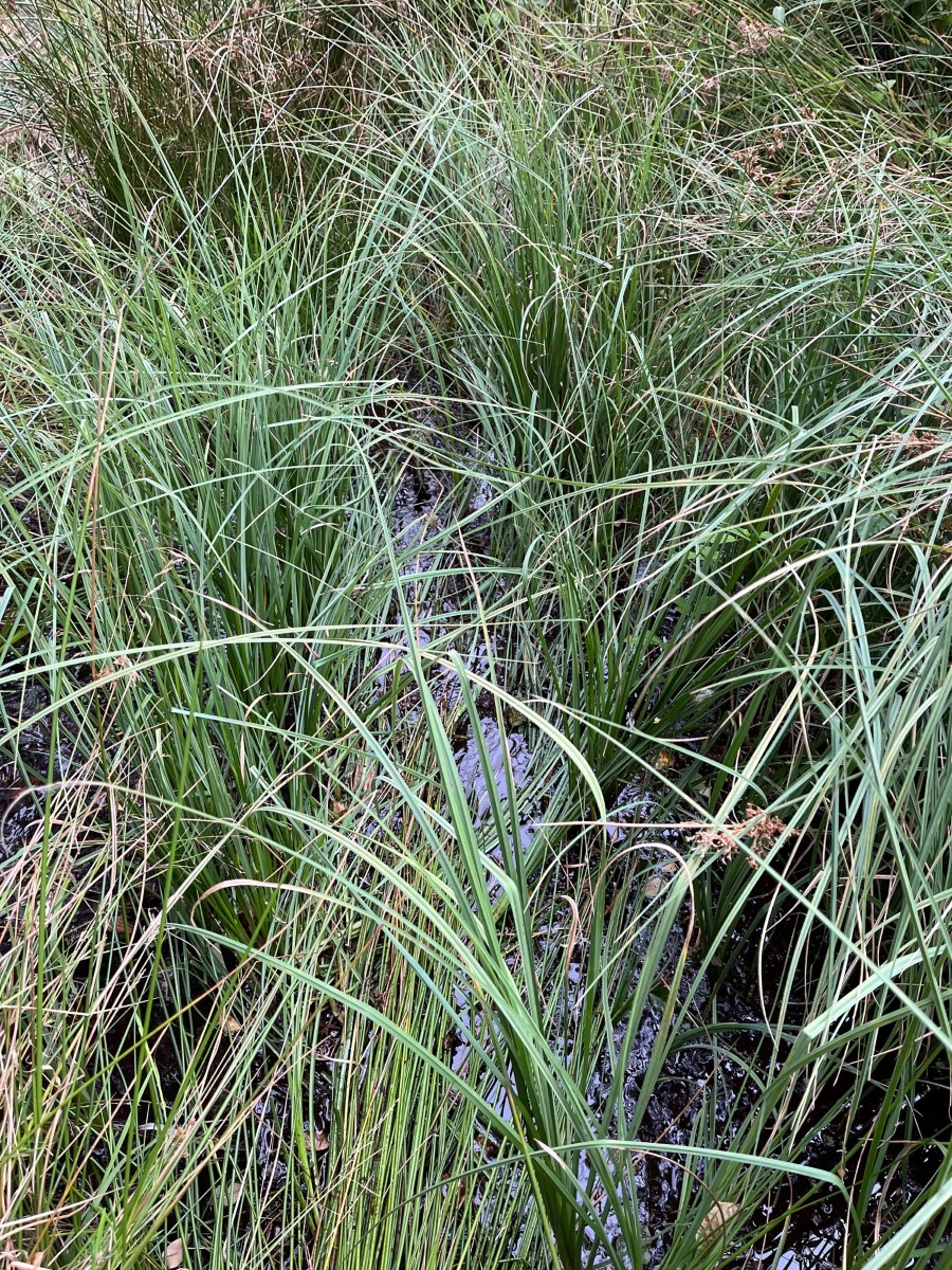 Carex